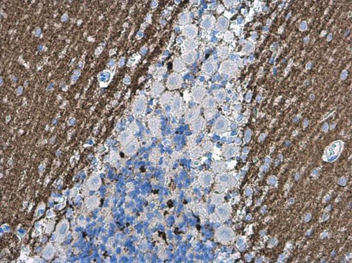 Immunohistochemistry (Formalin/PFA-fixed paraffin-embedded sections) - Anti-VGluT1 antibody (AB272913), expandable thumbnail