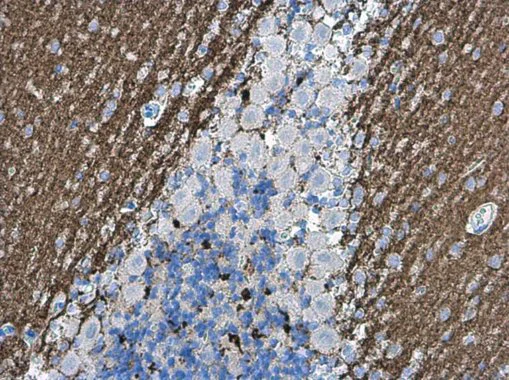 Immunohistochemistry (Formalin/PFA-fixed paraffin-embedded sections) - Anti-VGluT1 antibody (AB272913)