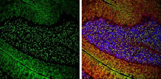 Immunohistochemistry (Frozen sections) - Anti-VGluT1 antibody (AB272913), expandable thumbnail