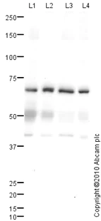 Anti-VGluT1 antibody (ab77822) | Abcam