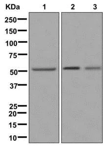 Western blot - Anti-VGluT1 antibody [EPR10953] - BSA and Azide free (AB240224)