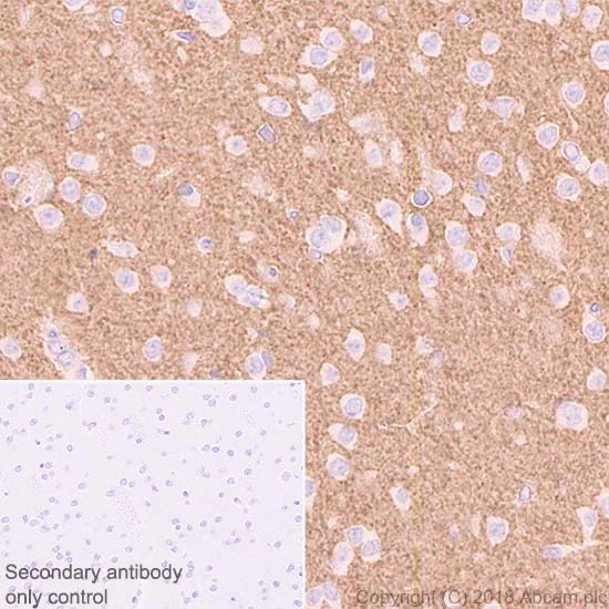 Immunohistochemistry (Formalin/PFA-fixed paraffin-embedded sections) - Anti-VGluT1 antibody [EPR22269] (AB227805)