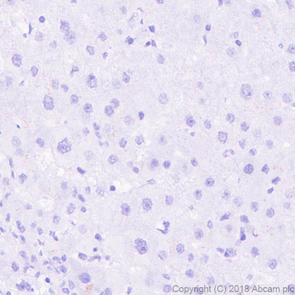 Immunohistochemistry (Formalin/PFA-fixed paraffin-embedded sections) - Anti-VGluT1 antibody [EPR22269] (AB227805)