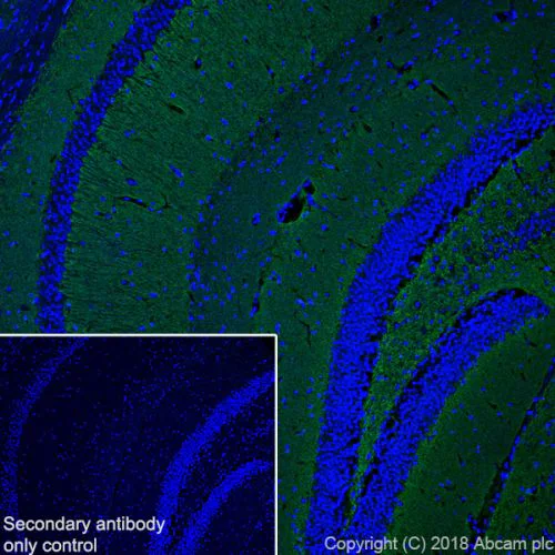 Immunohistochemistry (Frozen sections) - Anti-VGluT1 antibody [EPR22269] (AB227805)