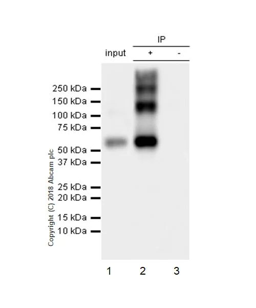 Immunoprecipitation - Anti-VGluT1 antibody [EPR22269] (AB227805)
