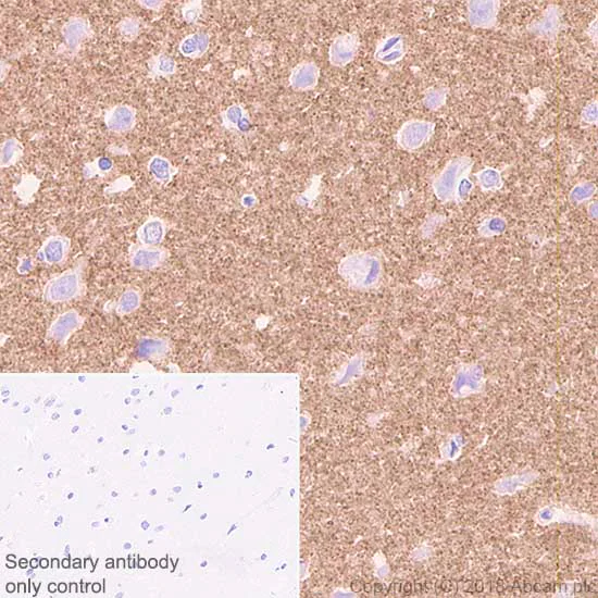 Immunohistochemistry (Formalin/PFA-fixed paraffin-embedded sections) - Anti-VGluT1 antibody [EPR22269] - BSA and Azide free (AB242017)
