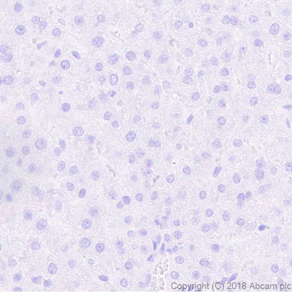 Immunohistochemistry (Formalin/PFA-fixed paraffin-embedded sections) - Anti-VGluT1 antibody [EPR22269] - BSA and Azide free (AB242017)
