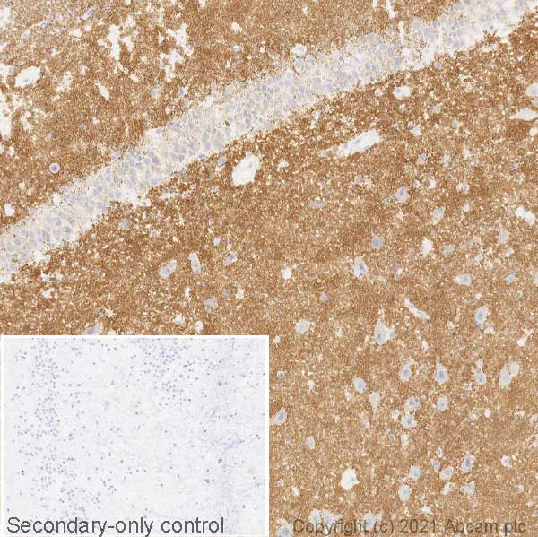 Immunohistochemistry (Frozen sections) - Anti-VGluT1 antibody [EPR22269] - BSA and Azide free (AB242017)