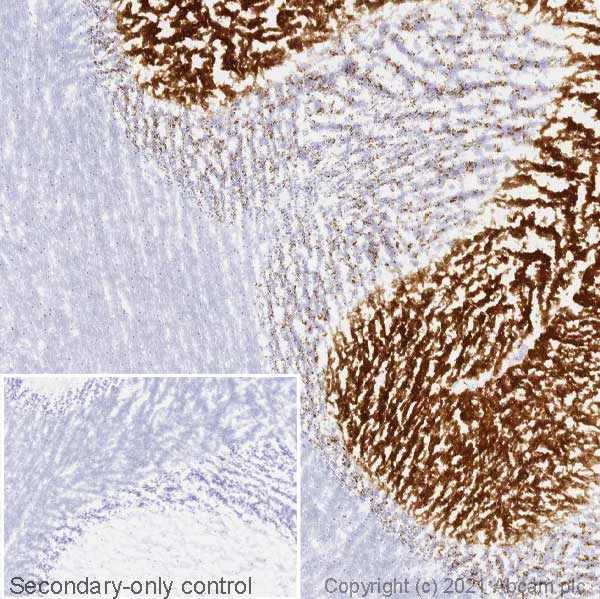 Immunohistochemistry (Frozen sections) - Anti-VGluT1 antibody [EPR22269] - BSA and Azide free (AB242017)