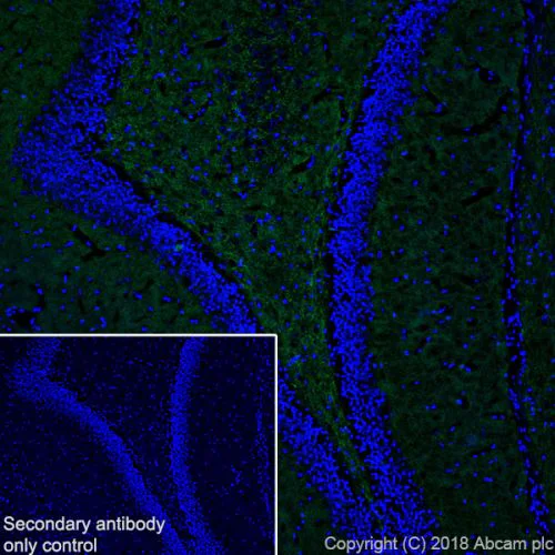 Immunohistochemistry (Frozen sections) - Anti-VGluT1 antibody [EPR22269] - BSA and Azide free (AB242017)