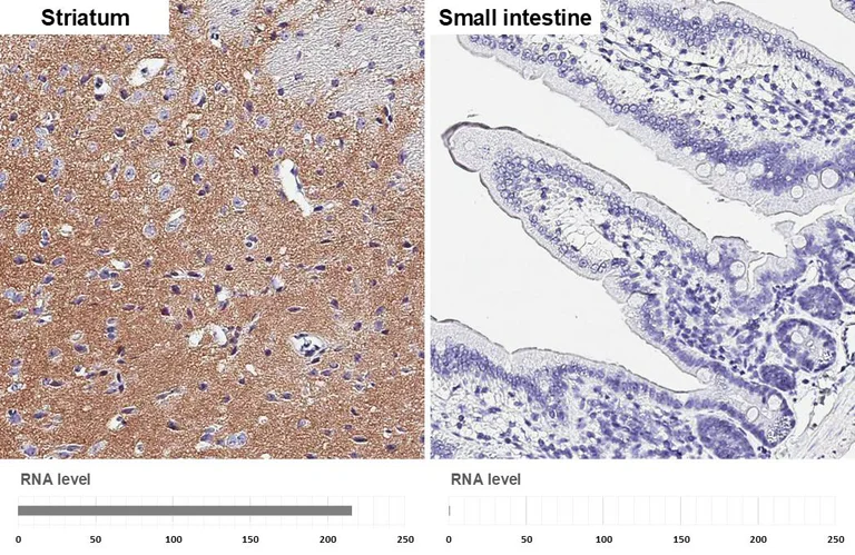 Immunohistochemistry (Formalin/PFA-fixed paraffin-embedded sections) - Anti-VGluT1 antibody [HL4544] - BSA and Azide free (AB327596)