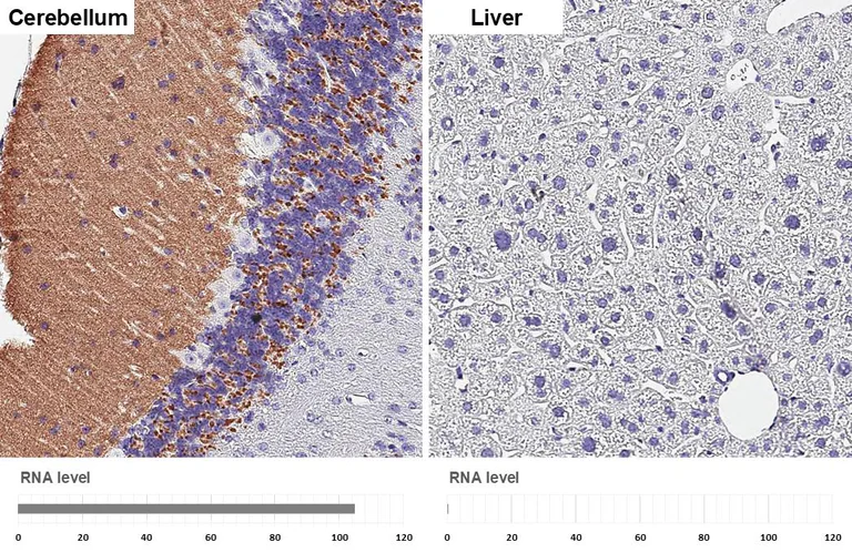 Immunohistochemistry (Formalin/PFA-fixed paraffin-embedded sections) - Anti-VGluT1 antibody [HL4544] - BSA and Azide free (AB327596)