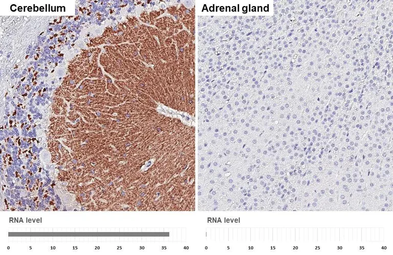 Immunohistochemistry (Formalin/PFA-fixed paraffin-embedded sections) - Anti-VGluT1 antibody [HL4544] - BSA and Azide free (AB327596)