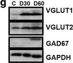 Western blot - Anti-VGluT1 antibody [N28-9] (AB134283)
