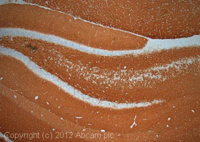 Immunohistochemistry (Formalin/PFA-fixed paraffin-embedded sections) - Anti-VGluT1 antibody [N28-9] - BSA and Azide free (AB264108)