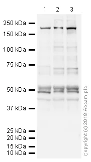 Western blot - Anti-VGluT1 antibody [N28-9] - BSA and Azide free (AB264108)