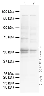 Western blot - Anti-VGluT1 antibody [N28-9] - BSA and Azide free (AB264108)