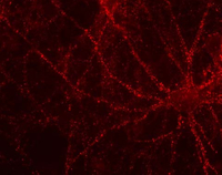 Immunohistochemistry - Free Floating - Anti-VGLUT2 antibody [8G9.2] (AB79157)