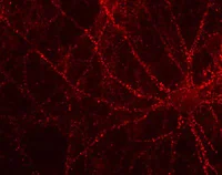 Immunohistochemistry - Free Floating - Anti-VGLUT2 antibody [8G9.2] (AB79157)