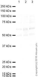 Western blot - Anti-VGLUT2 antibody [8G9.2] (AB79157)