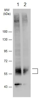 Western blot - Anti-VGLUT2 antibody - C-terminal (AB229711)