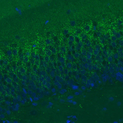 Immunohistochemistry (Formalin/PFA-fixed paraffin-embedded sections) - Anti-VGLUT2 antibody [CL2921] (AB211869)