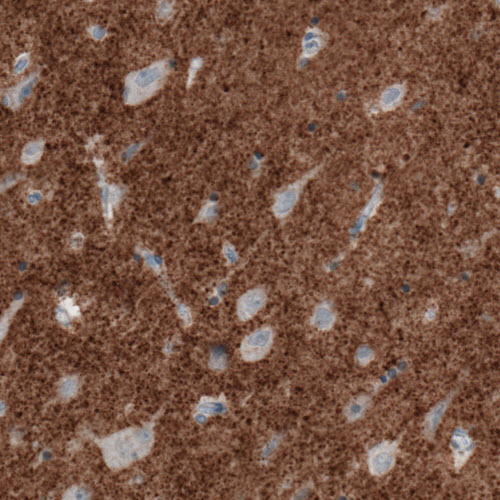 Immunohistochemistry (Formalin/PFA-fixed paraffin-embedded sections) - Anti-VGLUT2 antibody [CL2921] (AB211869)