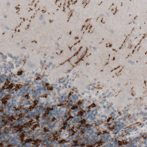 Immunohistochemistry (Formalin/PFA-fixed paraffin-embedded sections) - Anti-VGLUT2 antibody [CL2921] (AB211869)