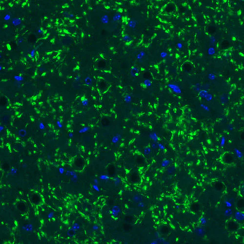 Immunohistochemistry (Formalin/PFA-fixed paraffin-embedded sections) - Anti-VGLUT2 antibody [CL2921] (AB211869)