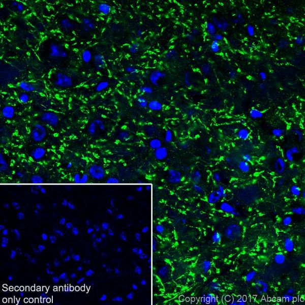Immunohistochemistry (Frozen sections) - Anti-VGLUT2 antibody [EPR21085] (AB216463), expandable thumbnail