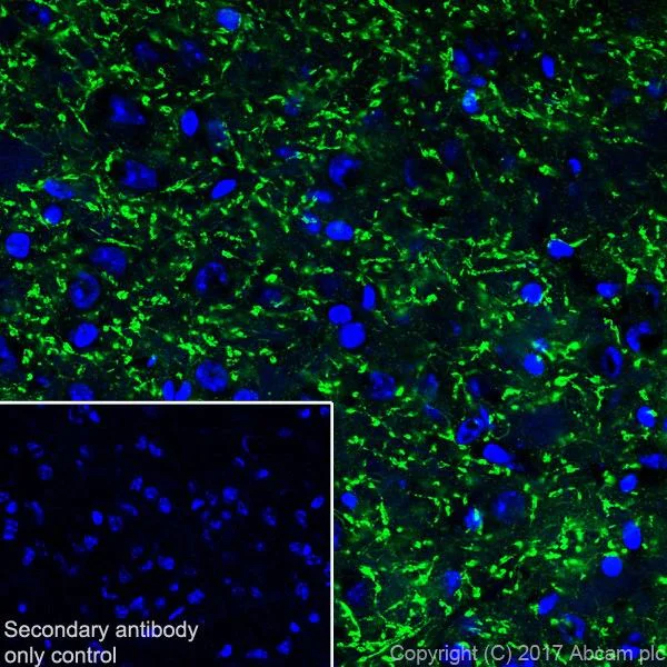 Immunohistochemistry (Frozen sections) - Anti-VGLUT2 antibody [EPR21085] (AB216463)