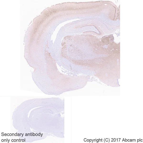 Immunohistochemistry (Formalin/PFA-fixed paraffin-embedded sections) - Anti-VGLUT2 antibody [EPR21085] - BSA and Azide free (AB227906)