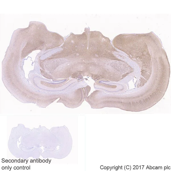Immunohistochemistry (Formalin/PFA-fixed paraffin-embedded sections) - Anti-VGLUT2 antibody [EPR21085] - BSA and Azide free (AB227906)