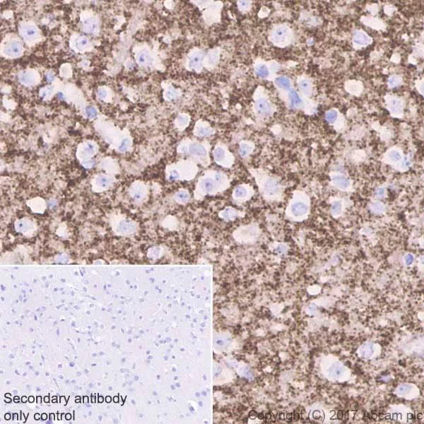 Immunohistochemistry (Formalin/PFA-fixed paraffin-embedded sections) - Anti-VGLUT2 antibody [EPR21085] - BSA and Azide free (AB227906)