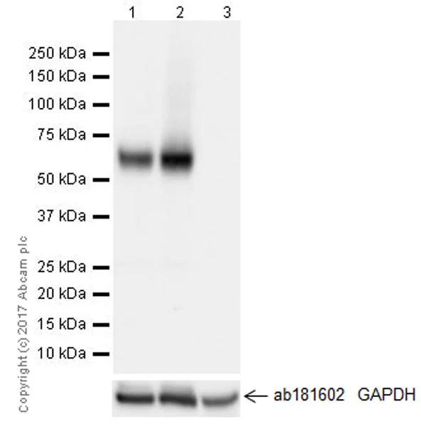 Western blot - Anti-VGLUT2 antibody [EPR21085] - BSA and Azide free (AB227906)
