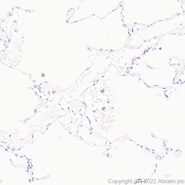 Immunohistochemistry (Formalin/PFA-fixed paraffin-embedded sections) - Anti-VGLUT2 antibody [EPR25147-68] (AB305253)