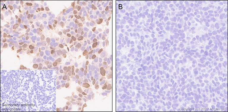 Immunohistochemistry (Formalin/PFA-fixed paraffin-embedded sections) - Anti-VGLUT2 antibody [EPR25147-68] - BSA and Azide free (AB305254)