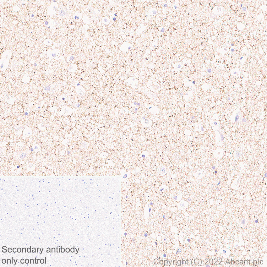 Immunohistochemistry (Formalin/PFA-fixed paraffin-embedded sections) - Anti-VGLUT2 antibody [EPR25147-68] - BSA and Azide free (AB305254), expandable thumbnail