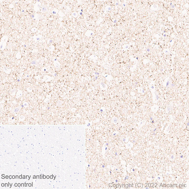Immunohistochemistry (Formalin/PFA-fixed paraffin-embedded sections) - Anti-VGLUT2 antibody [EPR25147-68] - BSA and Azide free (AB305254)