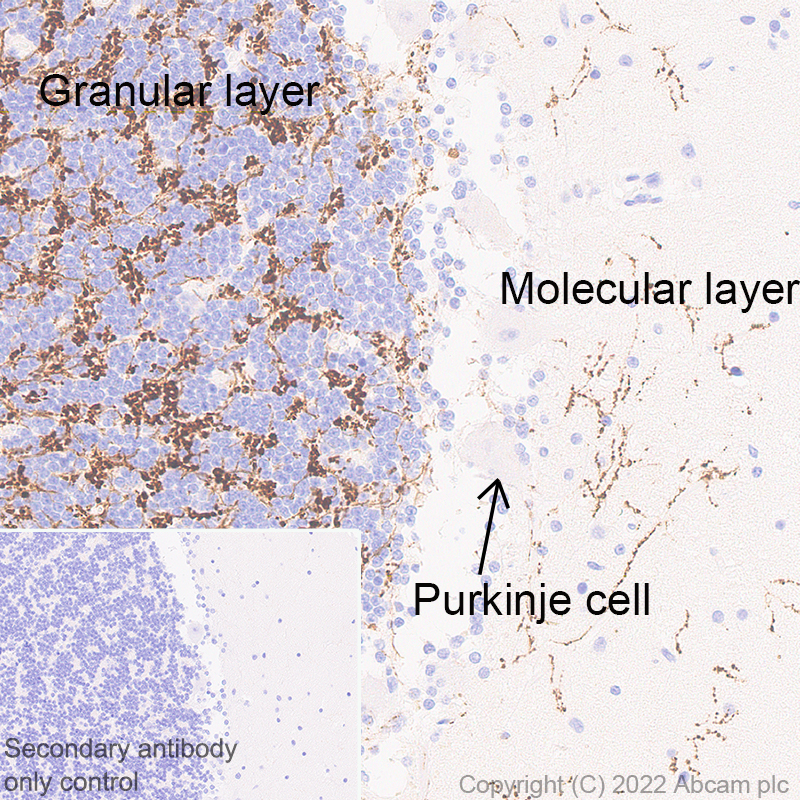 Immunohistochemistry (Formalin/PFA-fixed paraffin-embedded sections) - Anti-VGLUT2 antibody [EPR25147-68] - BSA and Azide free (AB305254), expandable thumbnail