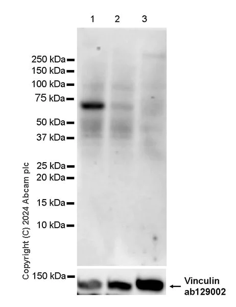 Western blot - Anti-VGLUT3 antibody [EPR28534-131] (AB316205)
