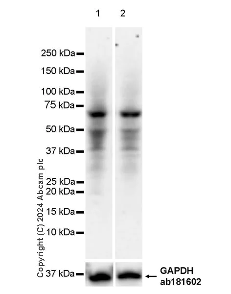 Western blot - Anti-VGLUT3 antibody [EPR28534-131] (AB316205)