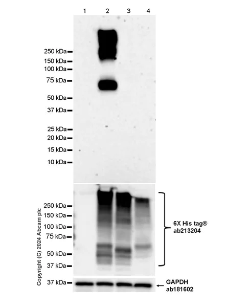 Western blot - Anti-VGLUT3 antibody [EPR28534-131] (AB316205)