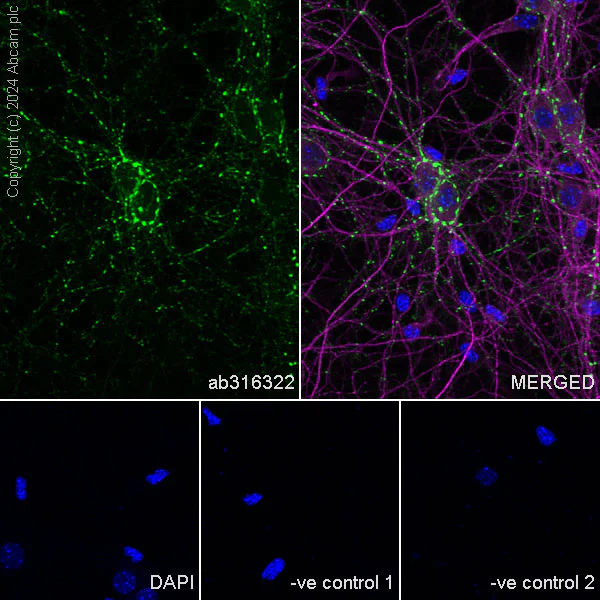 Immunocytochemistry/ Immunofluorescence - Anti-VGLUT3 antibody [EPR28534-165] - BSA and Azide free (AB316323)