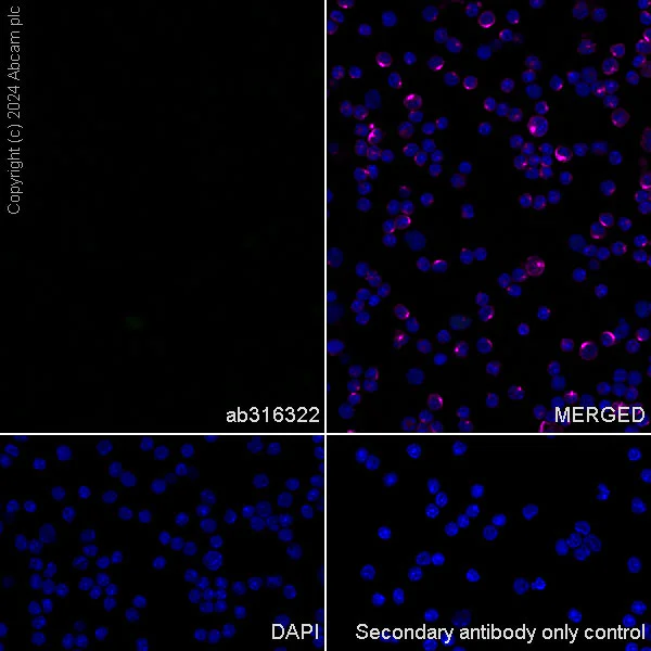 Immunocytochemistry/ Immunofluorescence - Anti-VGLUT3 antibody [EPR28534-165] - BSA and Azide free (AB316323)