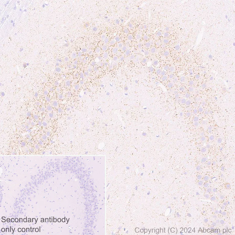 Immunohistochemistry (Formalin/PFA-fixed paraffin-embedded sections) - Anti-VGLUT3 antibody [EPR28534-165] - BSA and Azide free (AB316323)