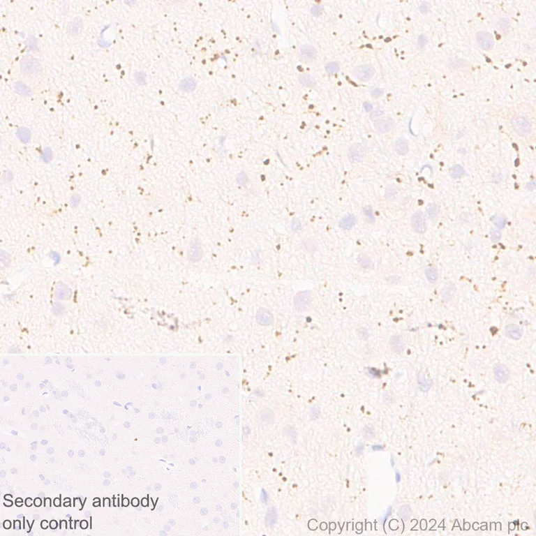 Immunohistochemistry (Formalin/PFA-fixed paraffin-embedded sections) - Anti-VGLUT3 antibody [EPR28534-165] - BSA and Azide free (AB316323)