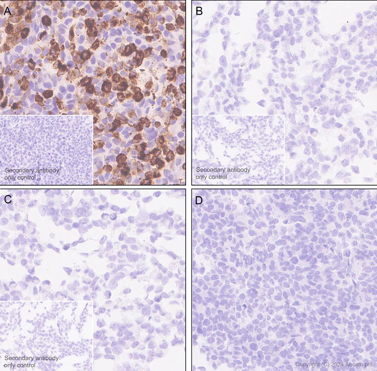 Immunohistochemistry (Formalin/PFA-fixed paraffin-embedded sections) - Anti-VGLUT3 antibody [EPR28534-165] - BSA and Azide free (AB316323)