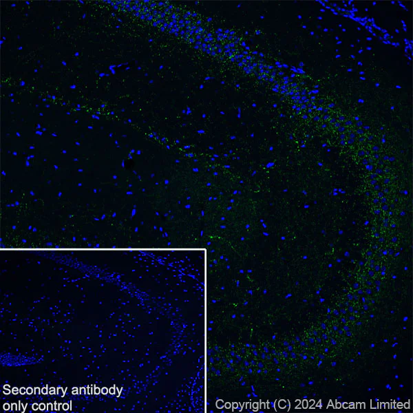 Immunohistochemistry (Frozen sections) - Anti-VGLUT3 antibody [EPR28534-165] - BSA and Azide free (AB316323)
