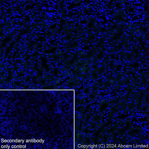 Immunohistochemistry (Frozen sections) - Anti-VGLUT3 antibody [EPR28534-165] - BSA and Azide free (AB316323)